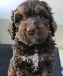 EllsWORTH Labradoodles are amazing