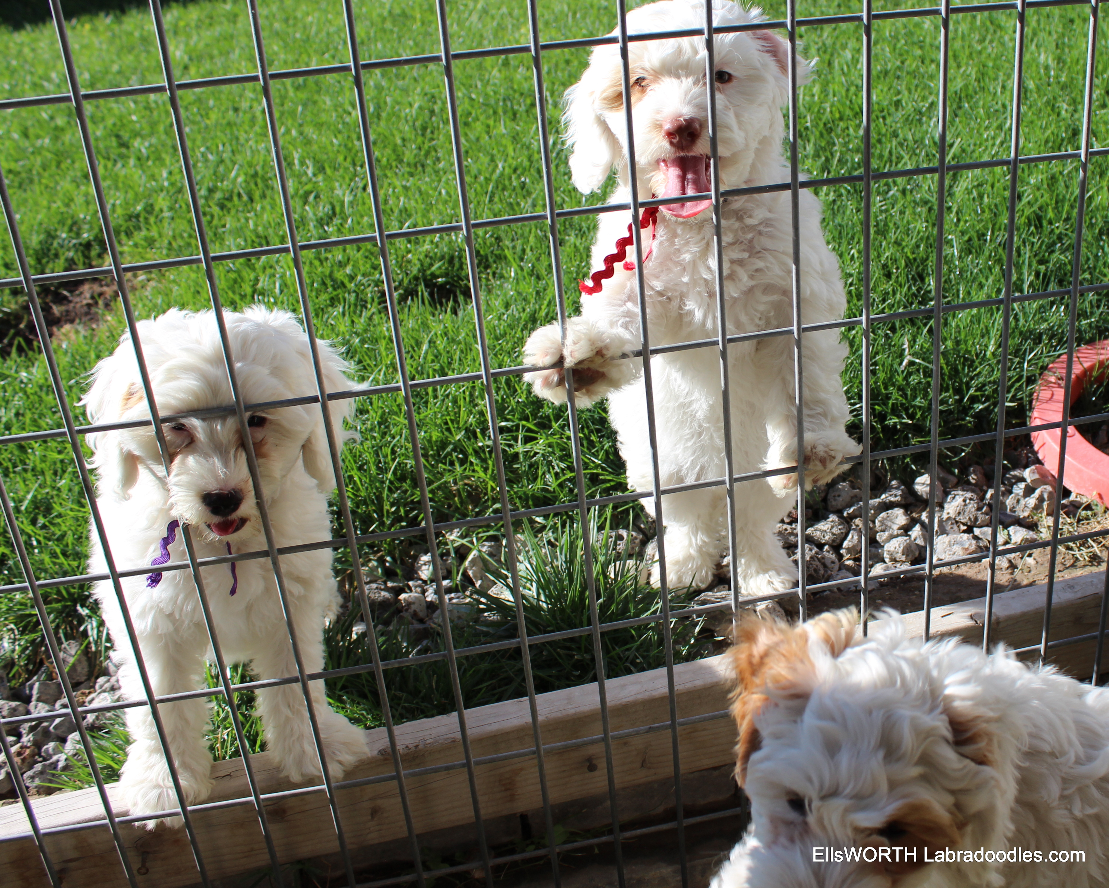 hey let me in!