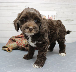 6 weeks old weighs 3.12 lbs