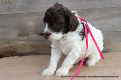 She is the smallest of the litter