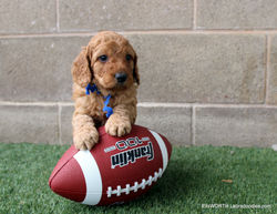 5 weeks old weighs 5.12 lbs