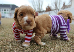 "Darling i don't need your tail under my chin, it looks like a beard!"
