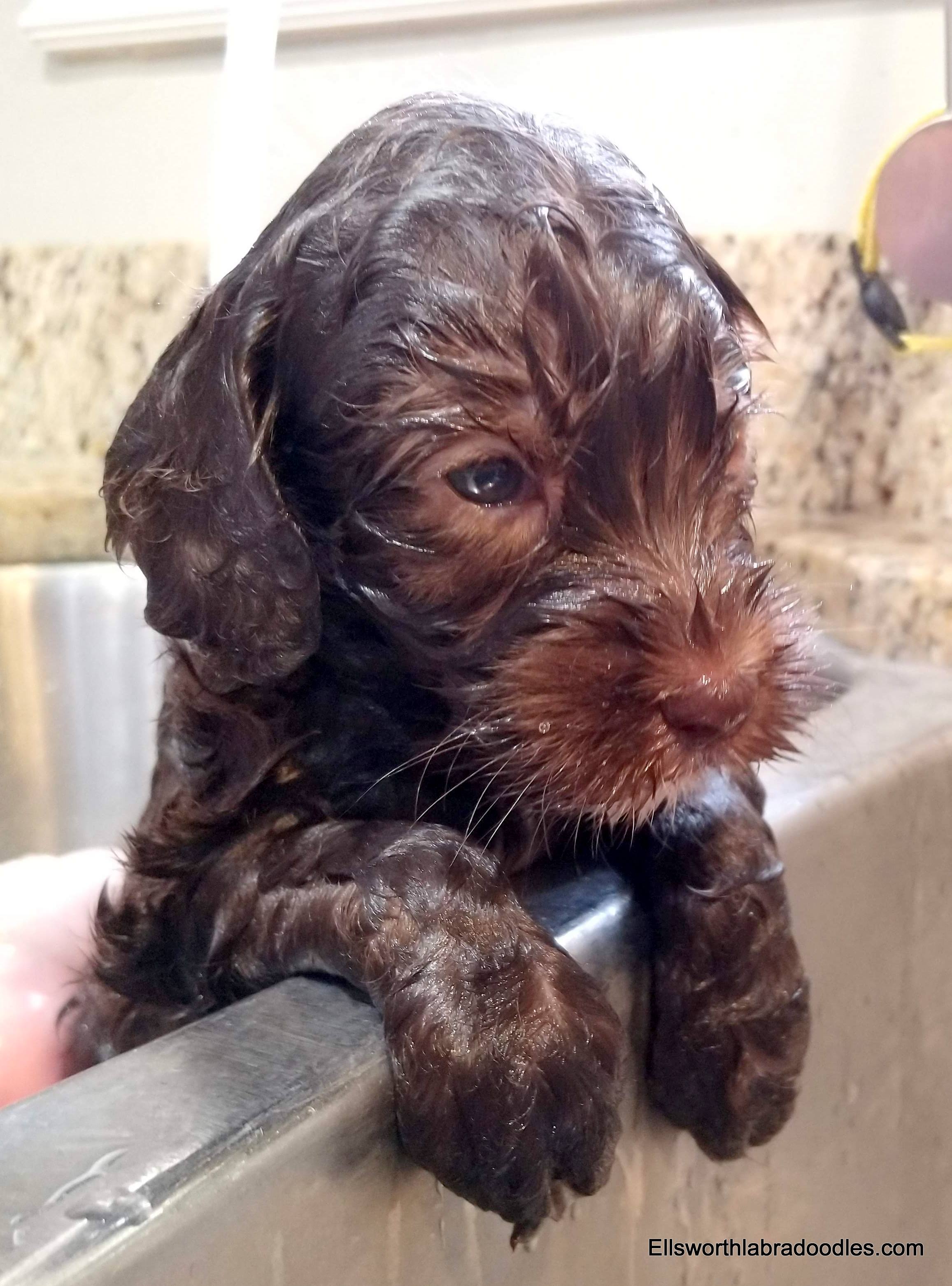 4 weeks old