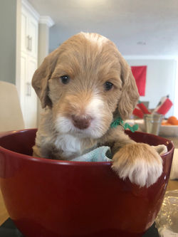 4 weeks old weighs 3.8 lbs