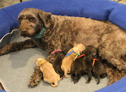 2 caramels and 4 chocolates.