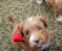 5 weeks old weighs 3.lbs 10 oz