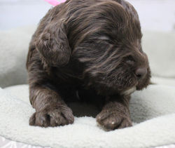 2 weeks old weighs 2.59 lbs