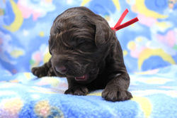 1 week old weighs 1.12 lbs