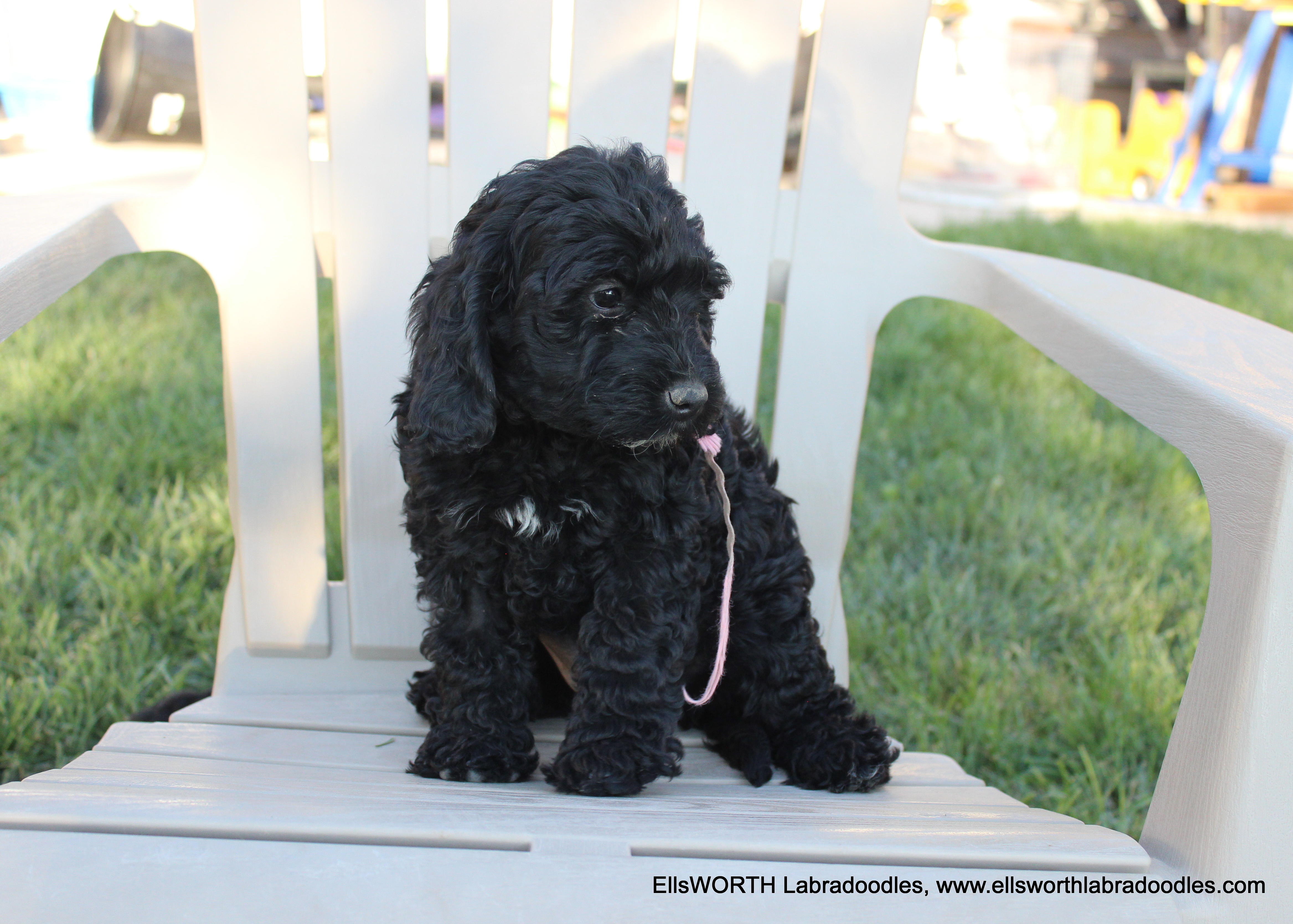 6 weeks old weighs 5.10 lbs