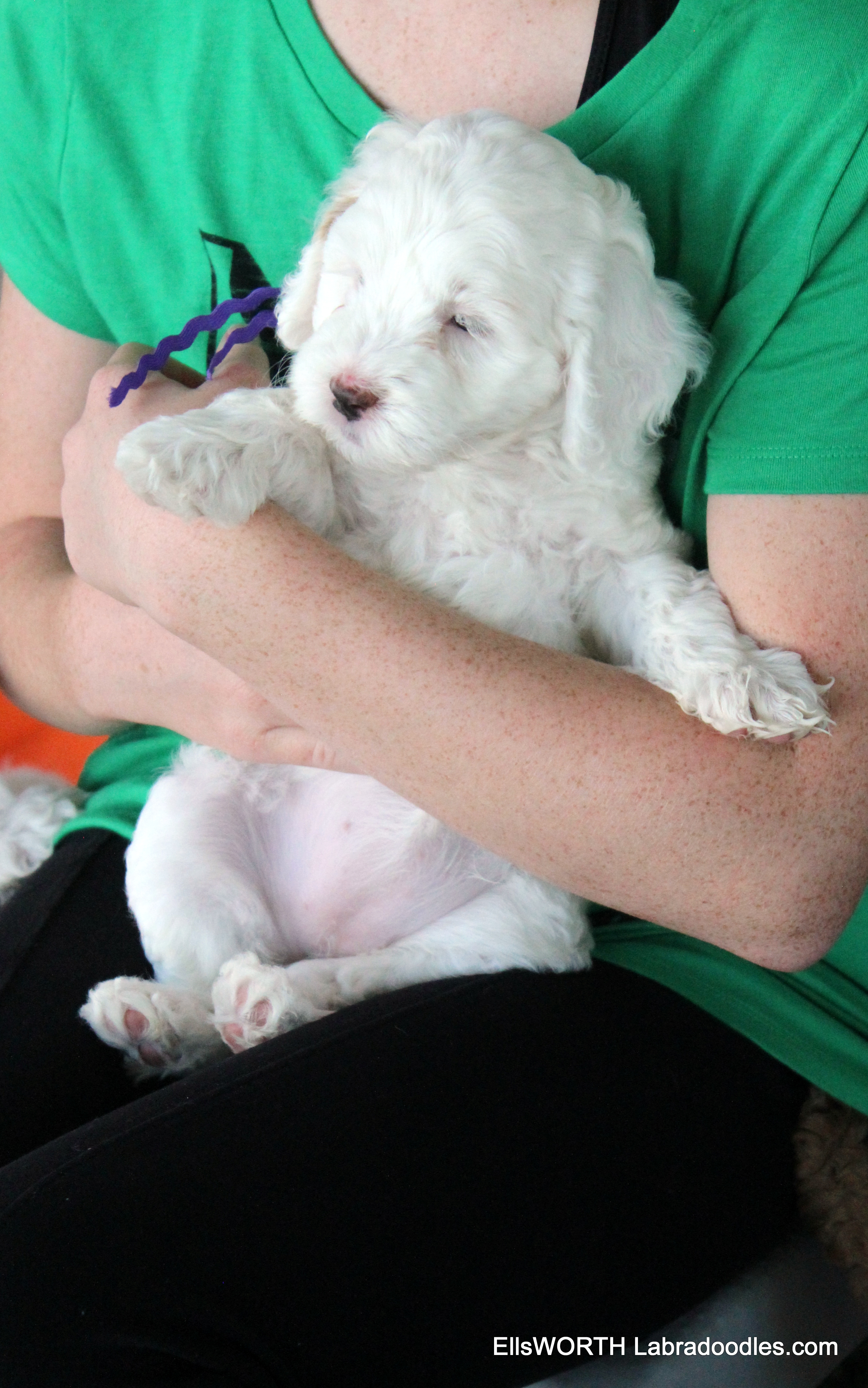 6 weeks old weighs 4.65