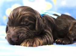 1 week old weighs 1 lbs 3.8 oz