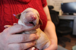 4th puppy born at 11:00 AM