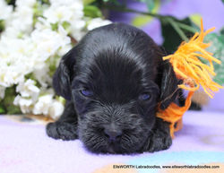 3 weeks old weighs 1.6 lbs