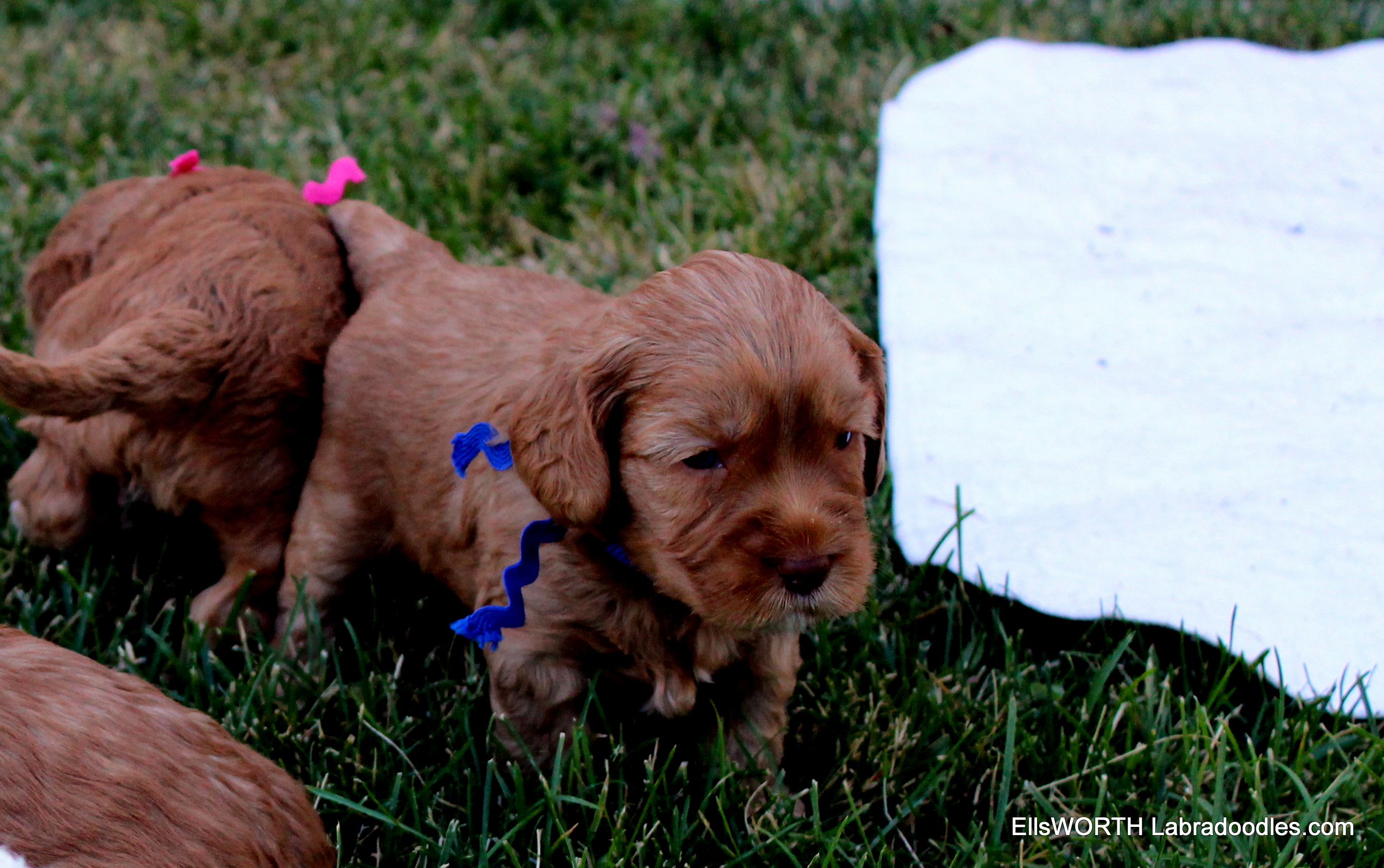 playing in the front yard
