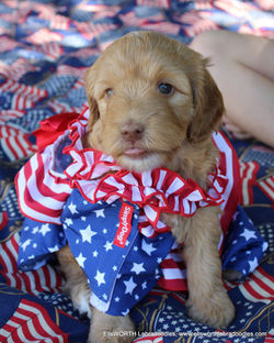 Happy Flag day tongue out!