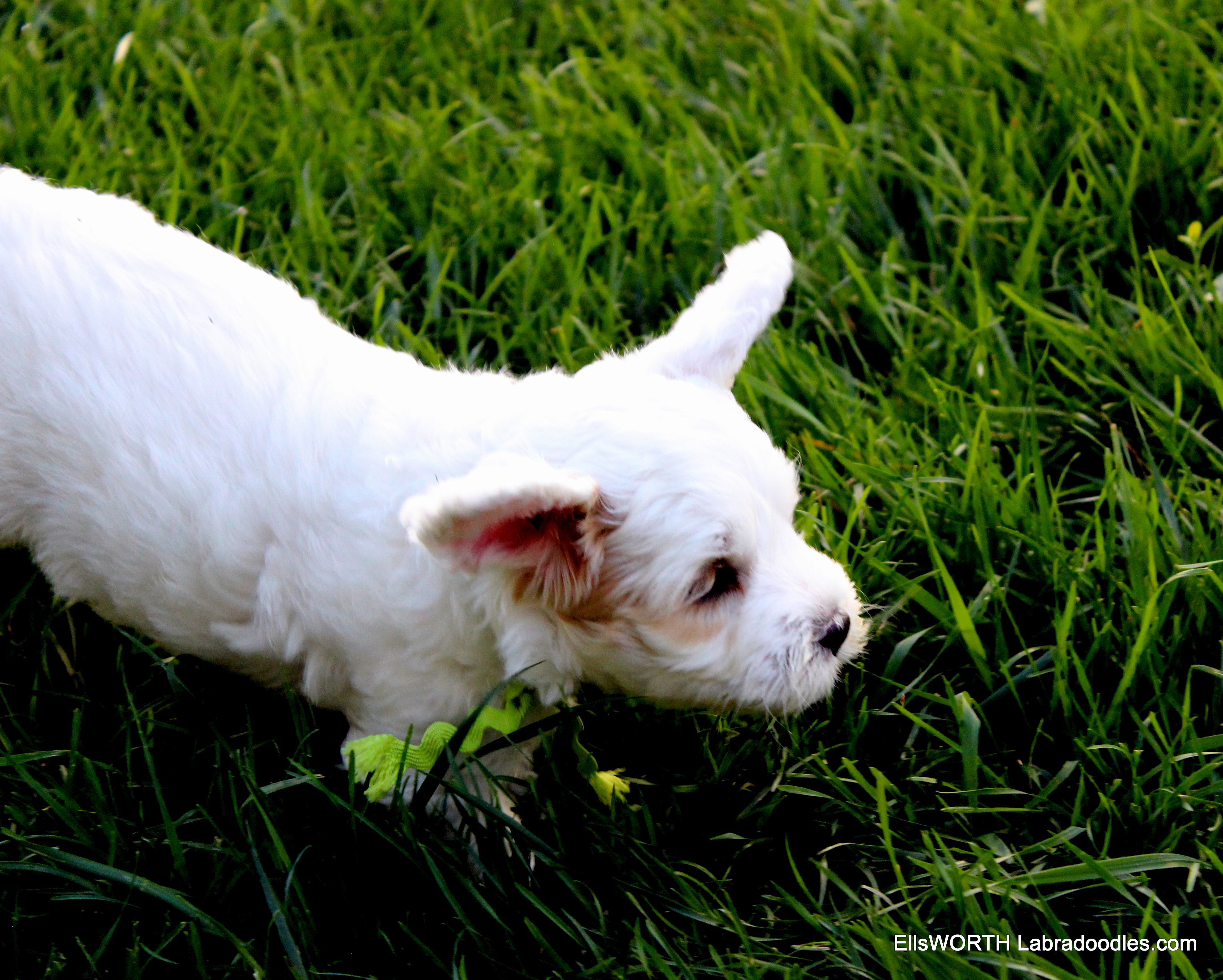 running fast!