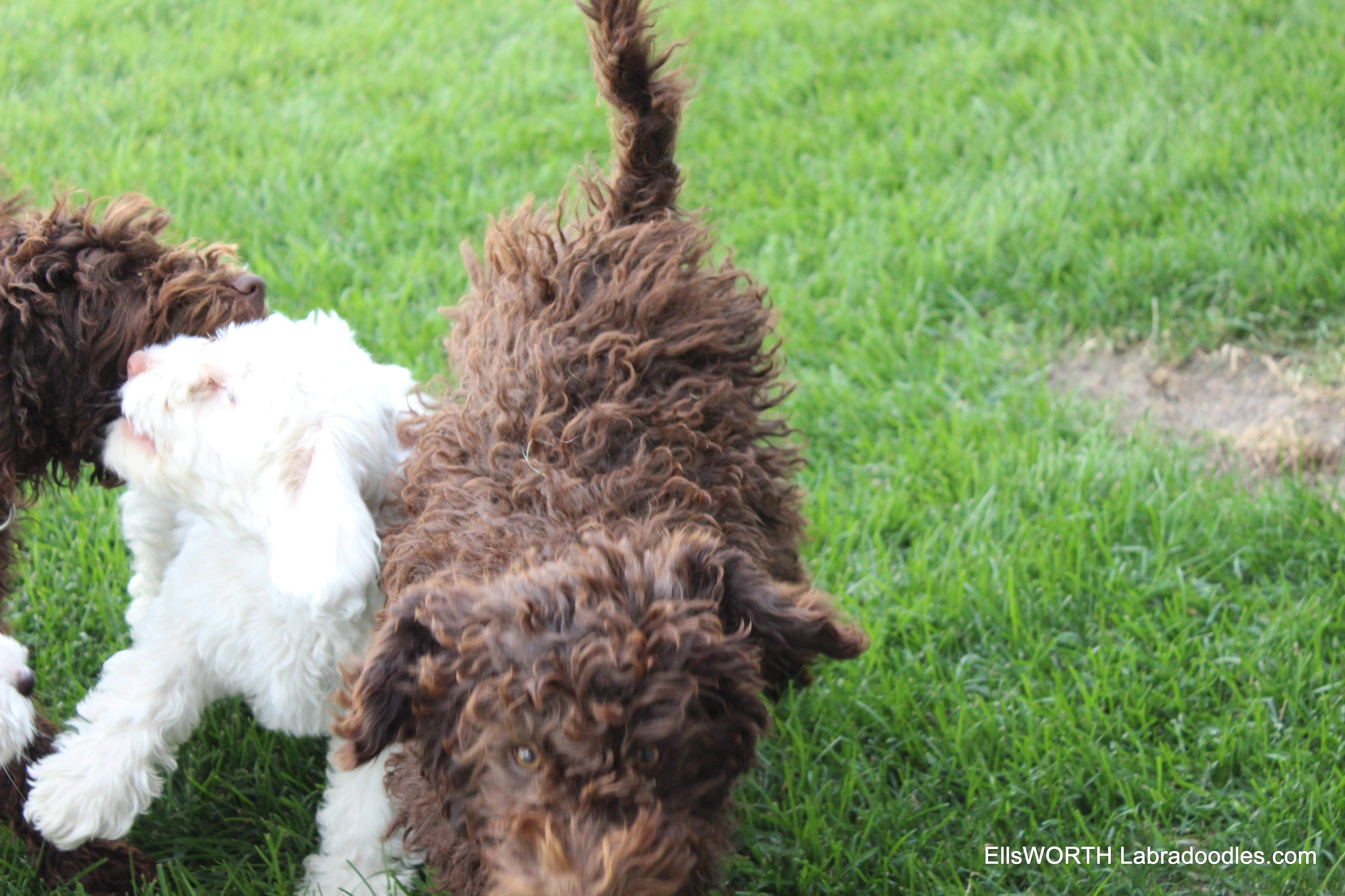 playing with the older puppies