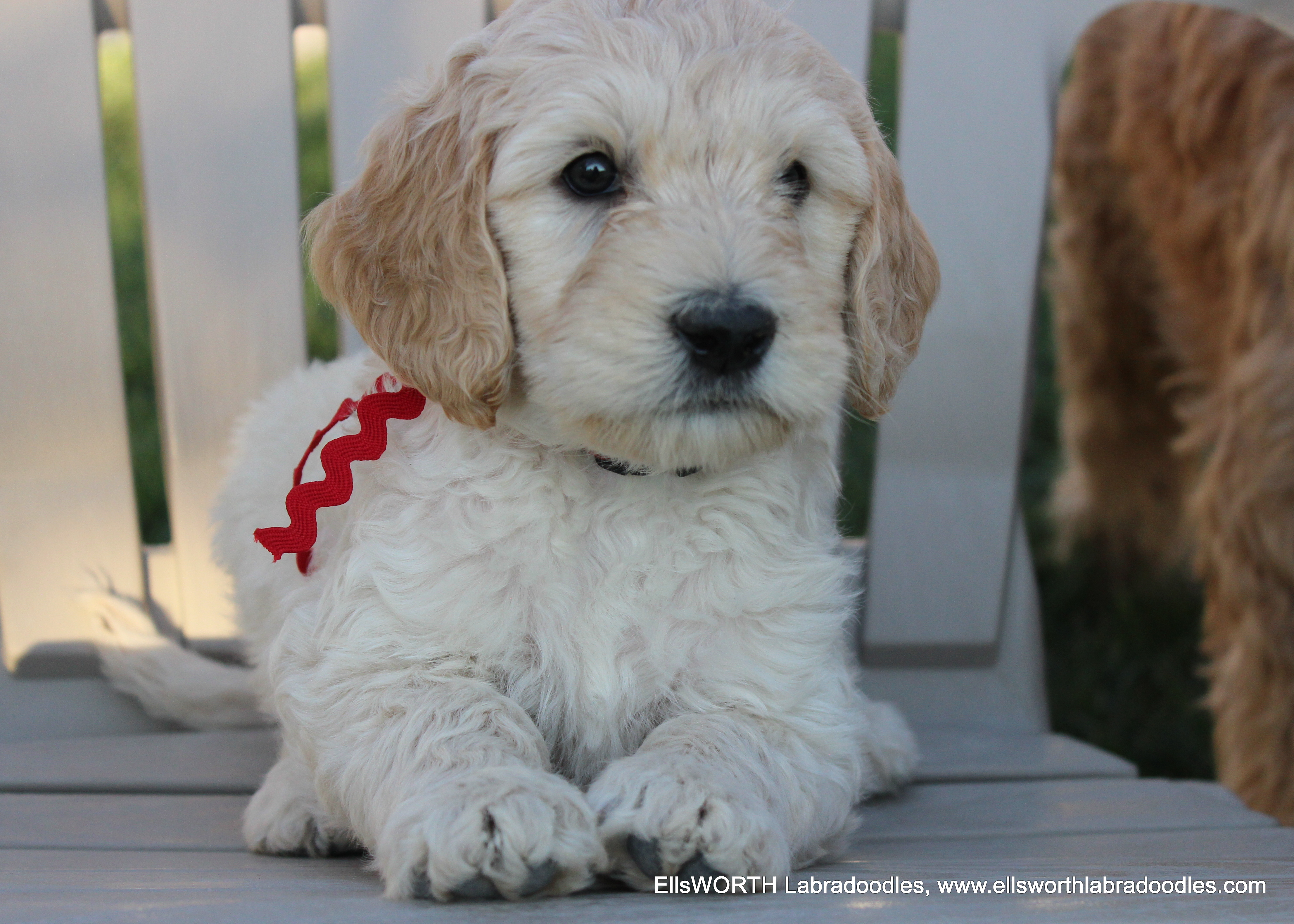 6 weeks old weighs 7.5 lbs.