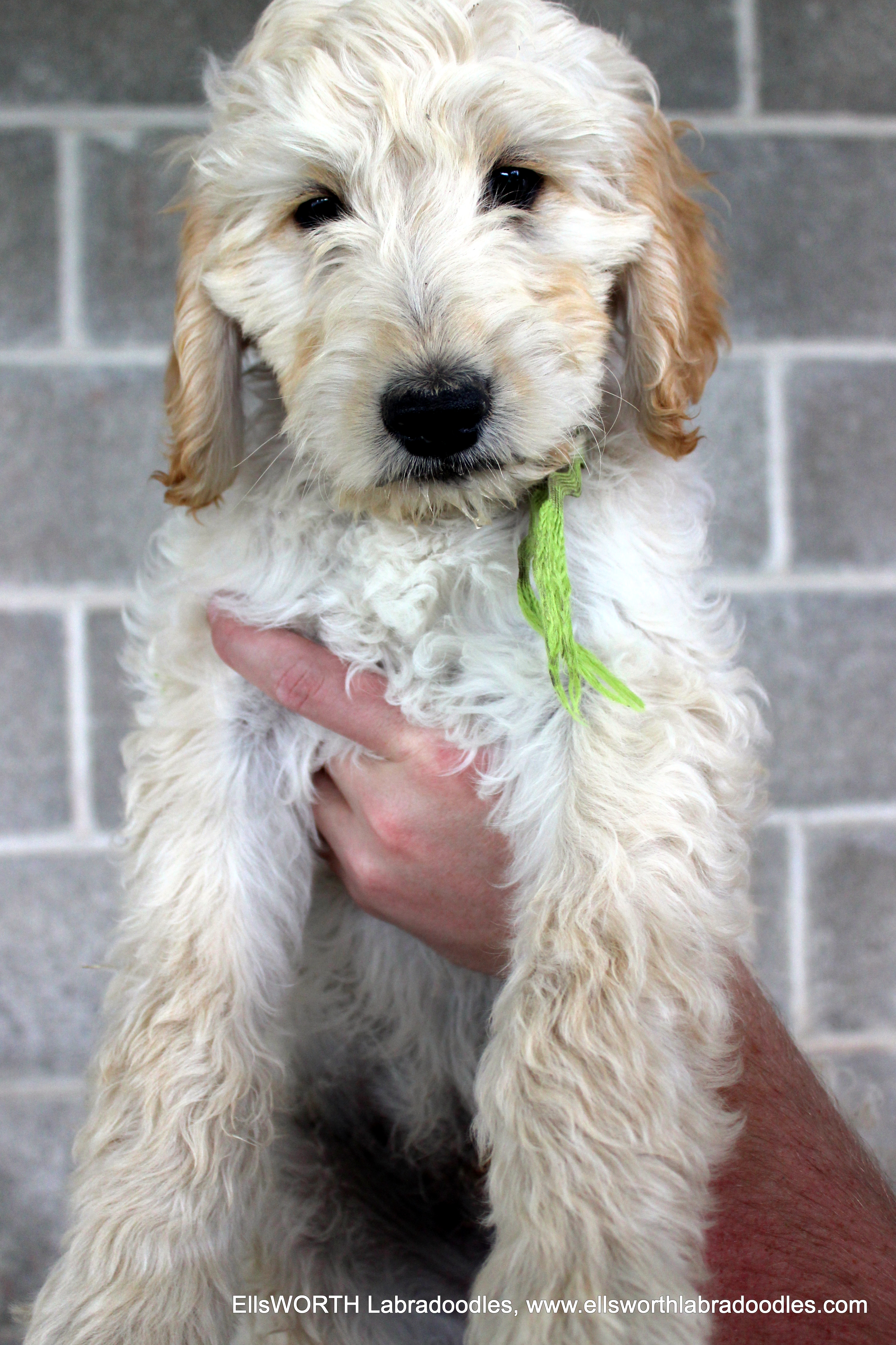 needs his forever home