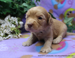 3 weeks old weighs 1.25 lbs