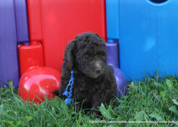 6 weeks old weighs 5.68