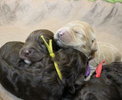 1 week old