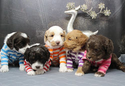 puppies in shirts. so silly