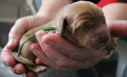 4th born at 6:03am weight 12. oz