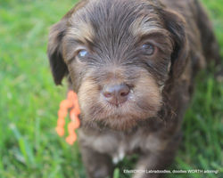 4 weeks old weighs 3.0 lbs