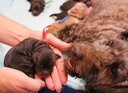 1 day old weighs 7.3 oz