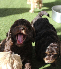 Australian labradoodles