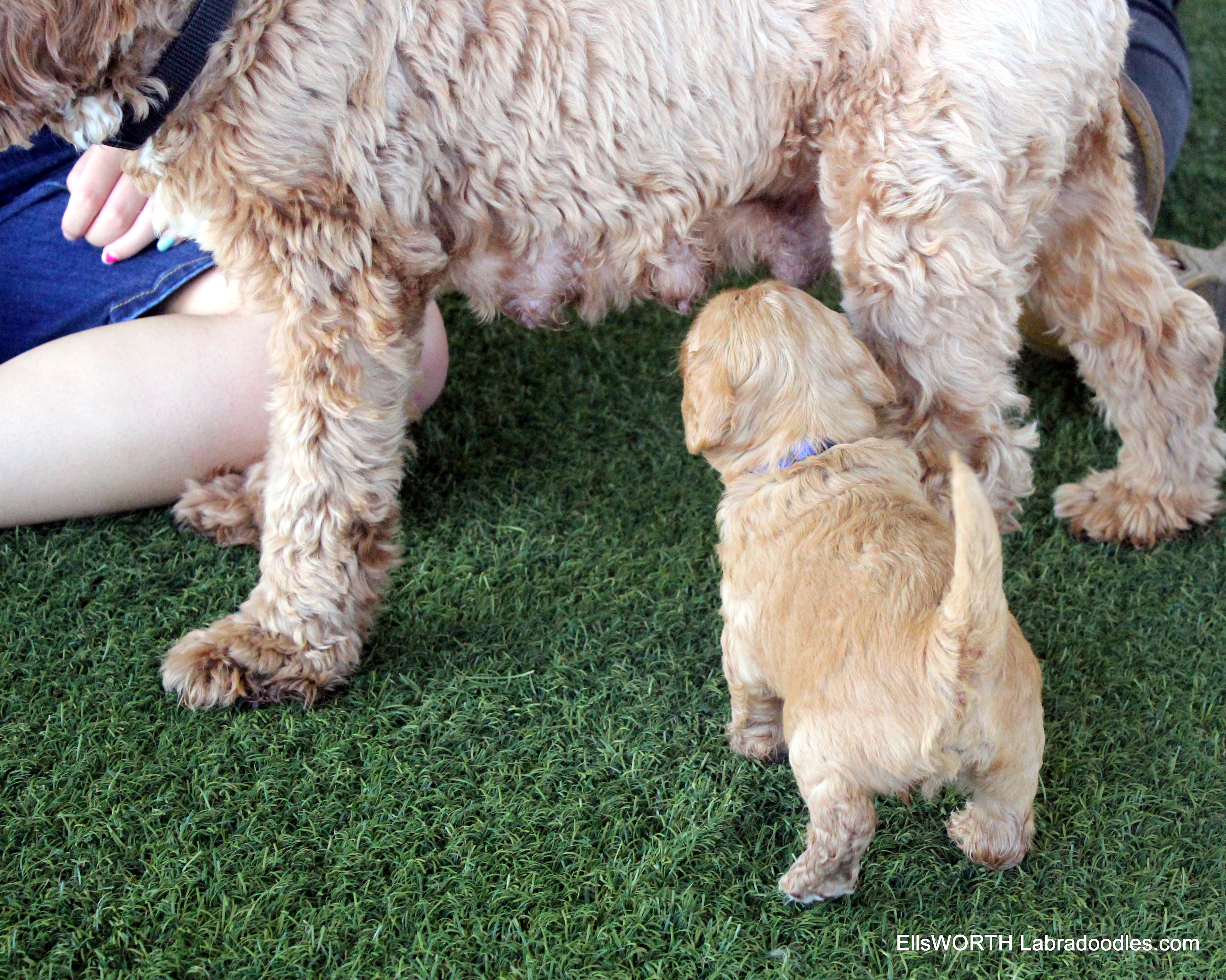 catching the moving milk bar