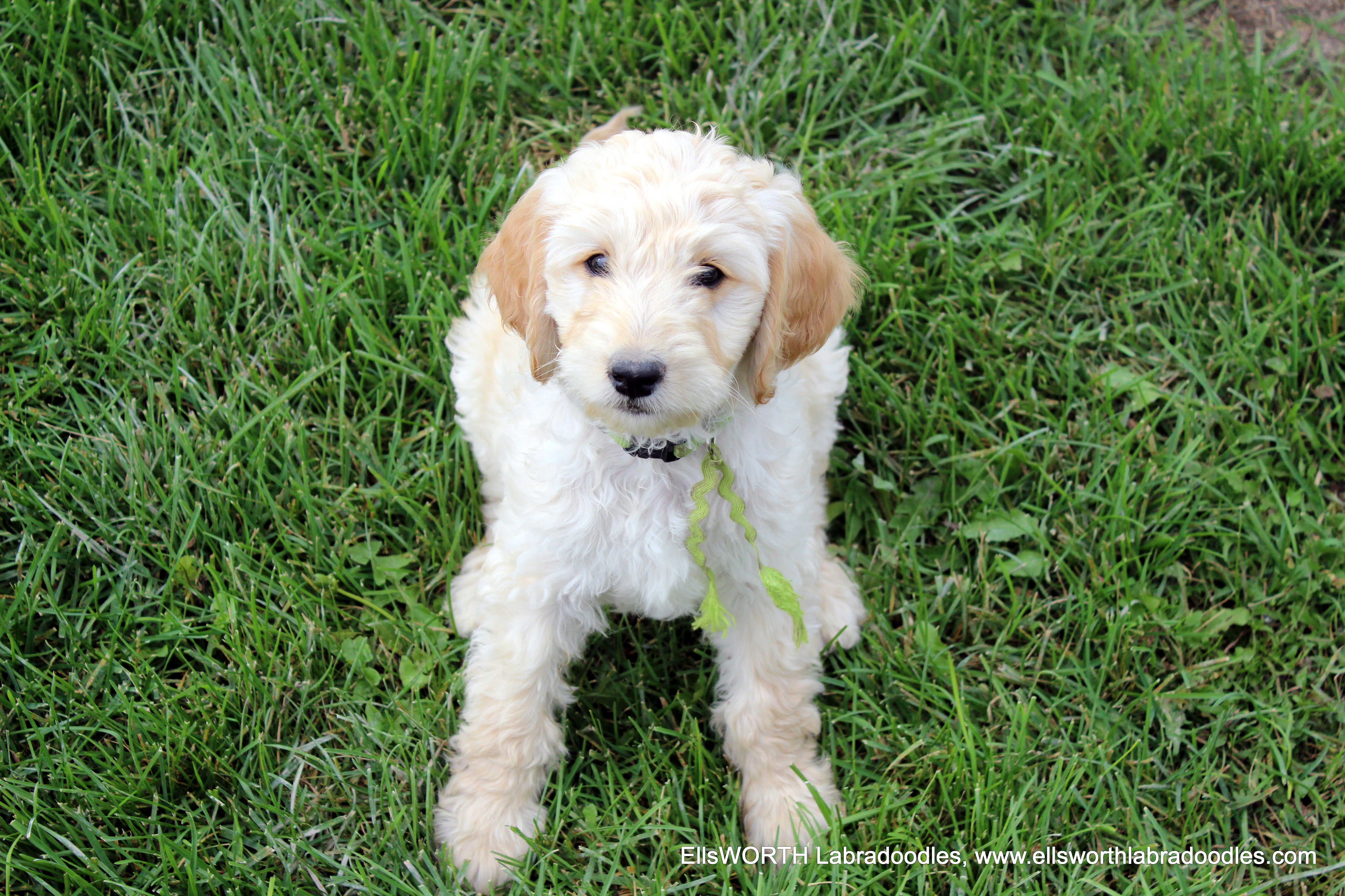 9 weeks old weighs 10 lbs