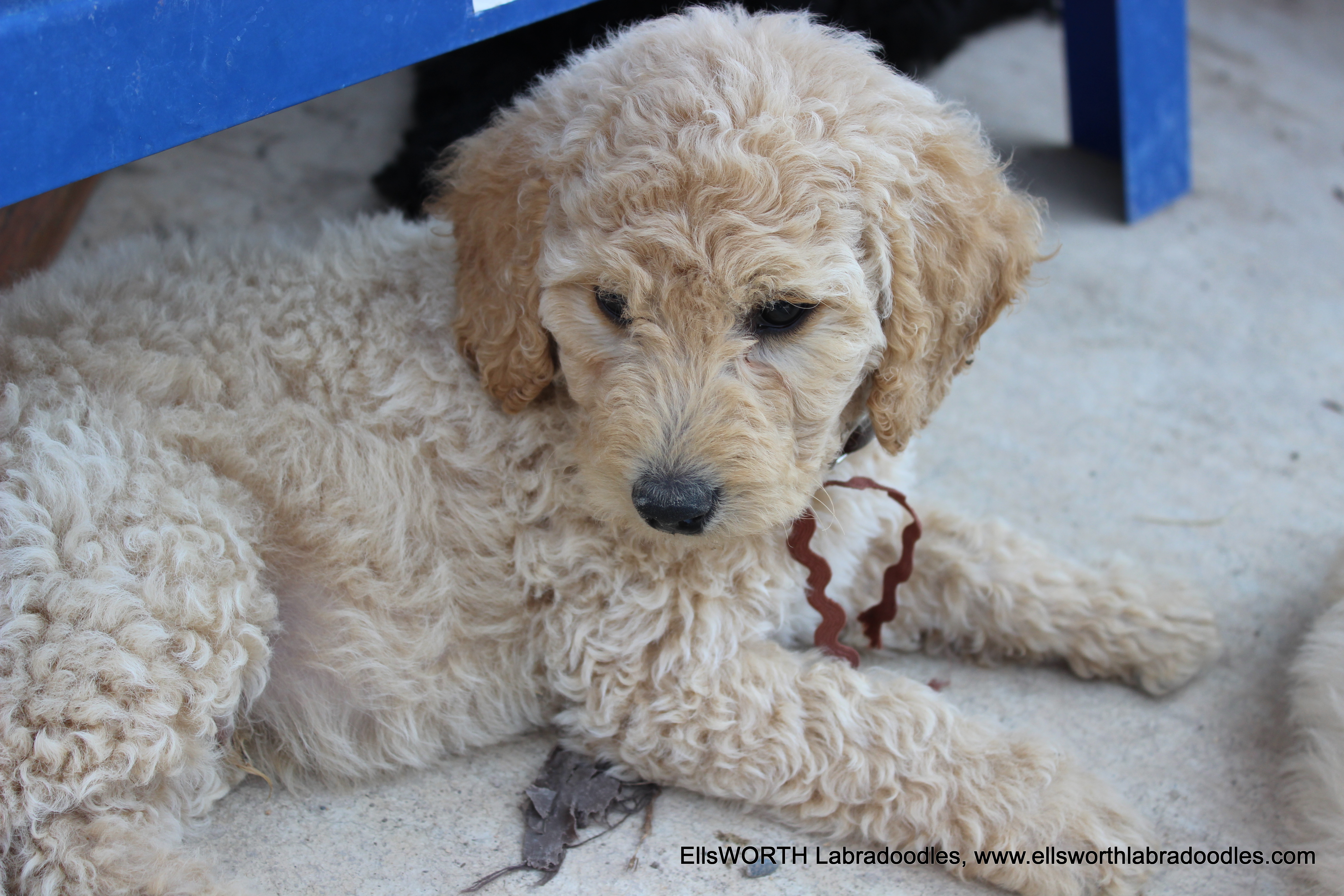8 weeks old weighs 7.0 lbs