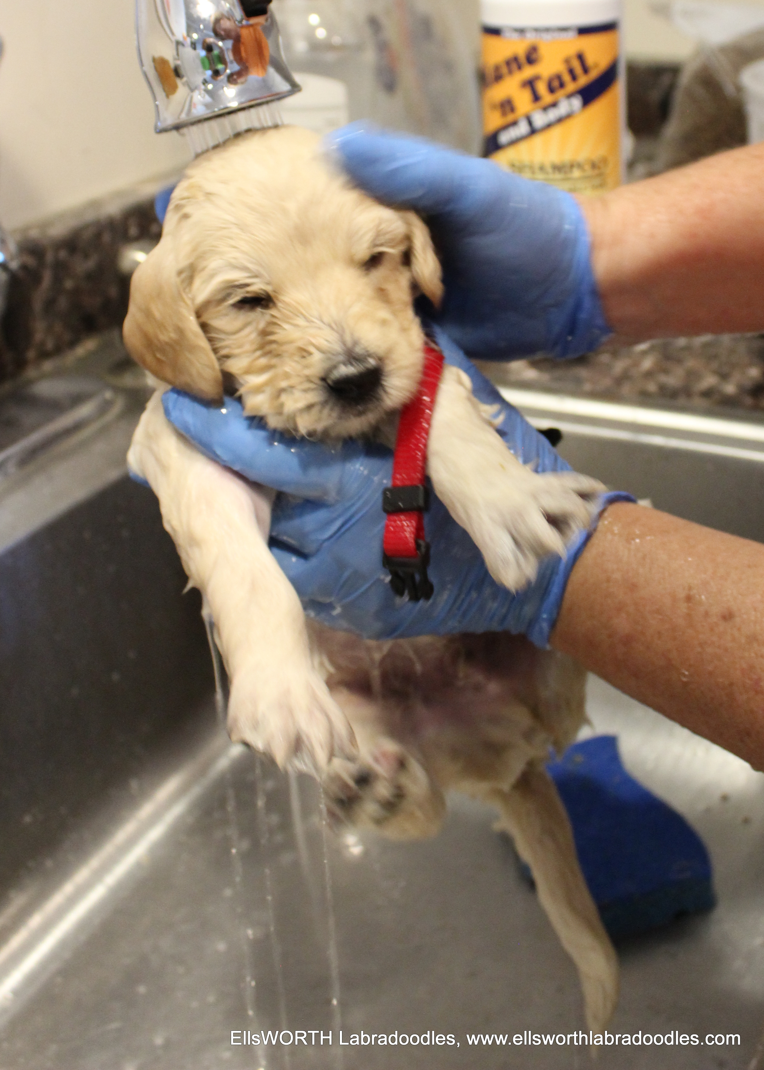 He liked his bath