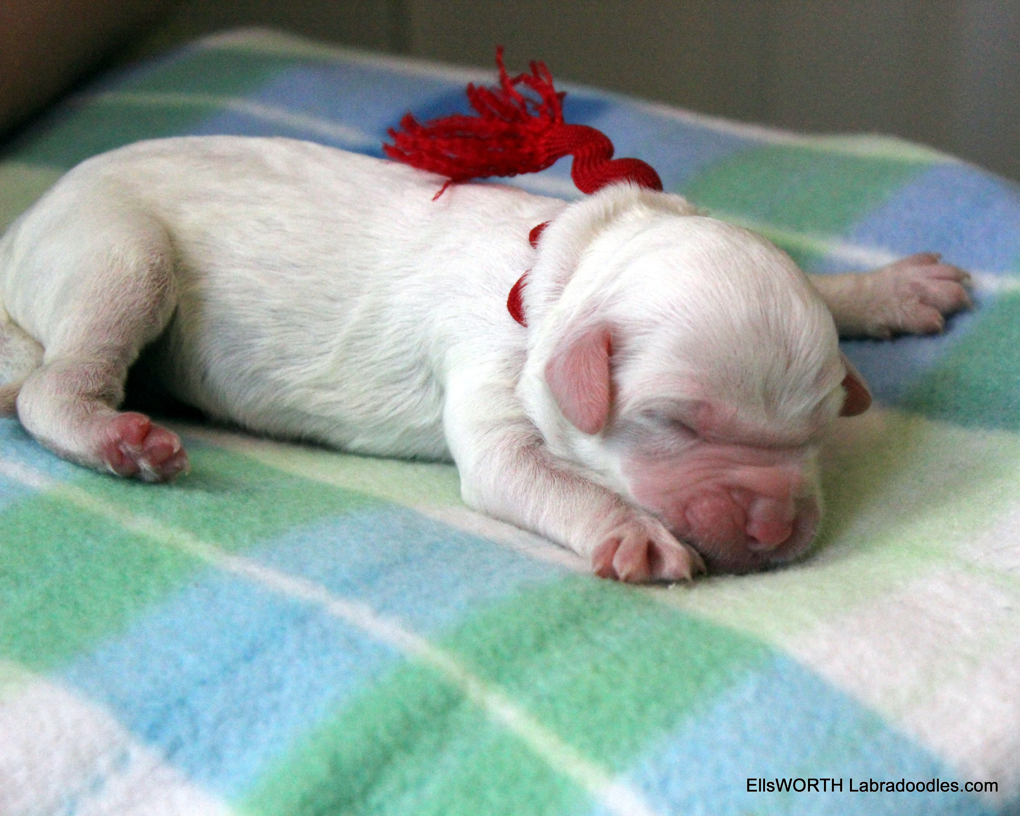 birth weight 9.74 oz.