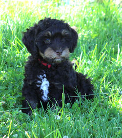 Loves to run in the grass