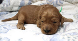 2 weeks old weighs1.07 lbs