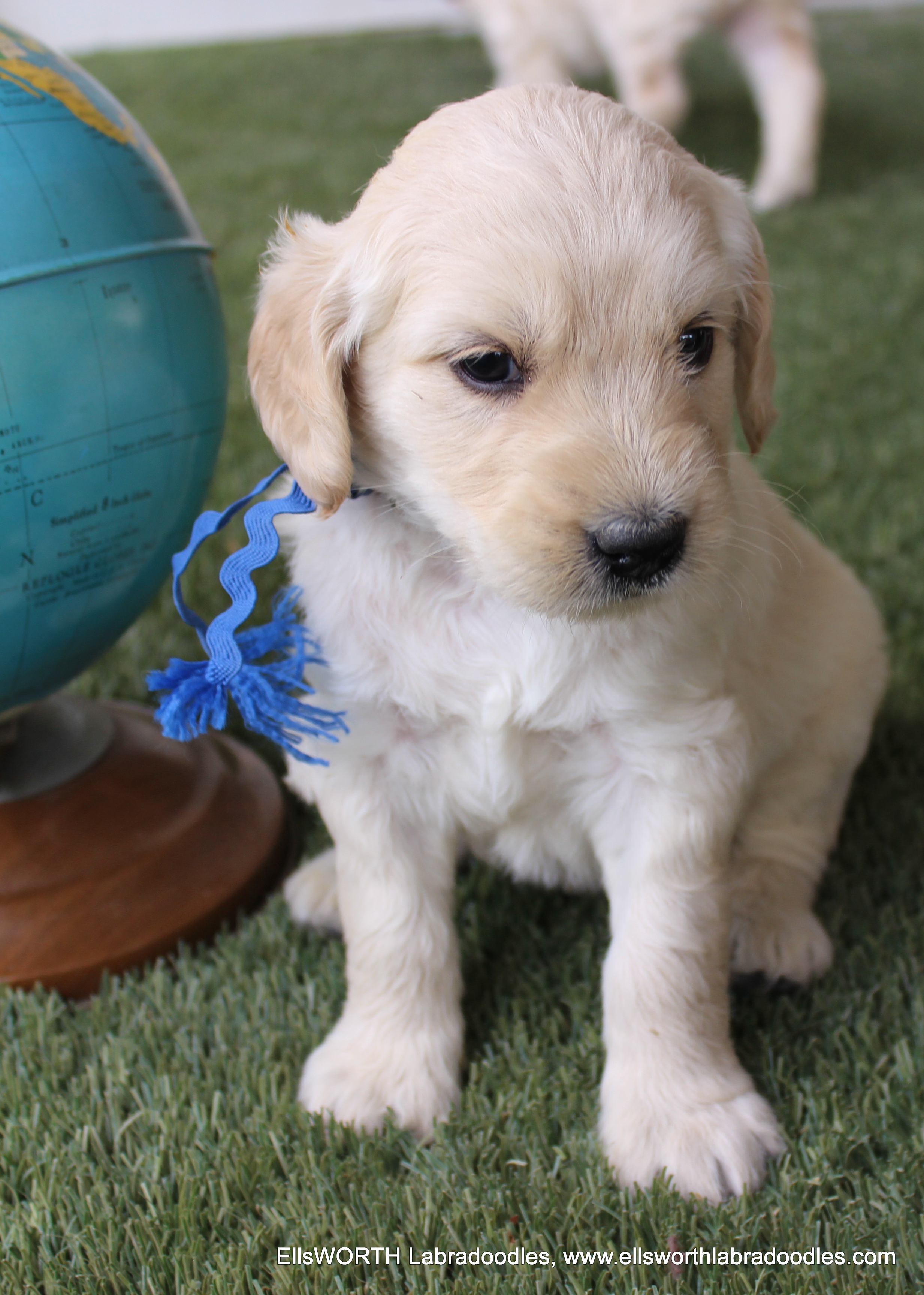 he reminds me of a polar bear!