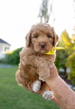 7 weeks old weighs 5.9 lbs