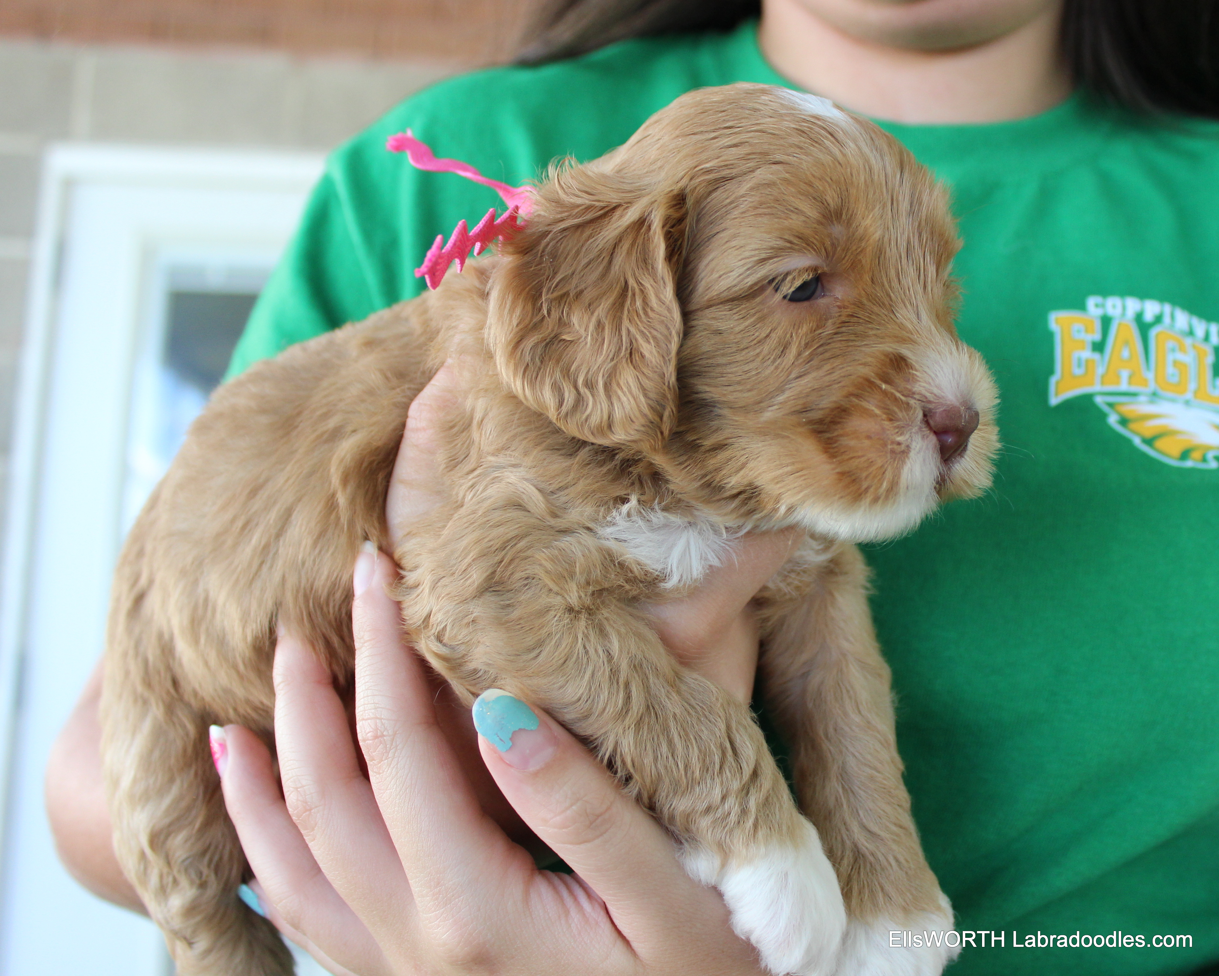 4 weeks old weighs 2.95 lbs