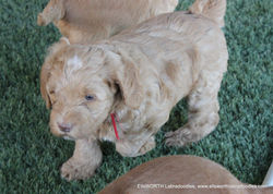 5 weeks old weighs 5.90 lbs