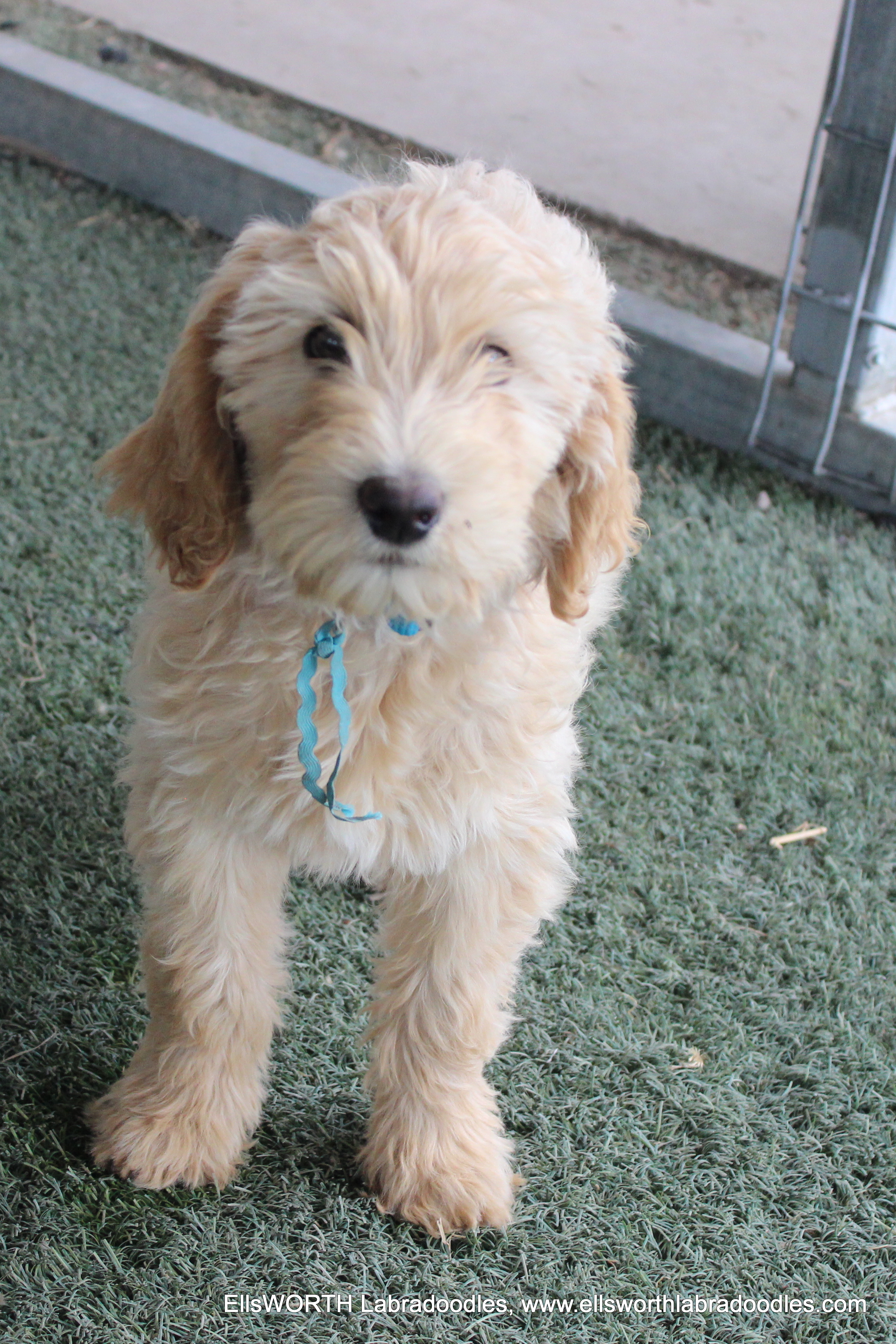 11 weeks old weigh 12.11 lbs