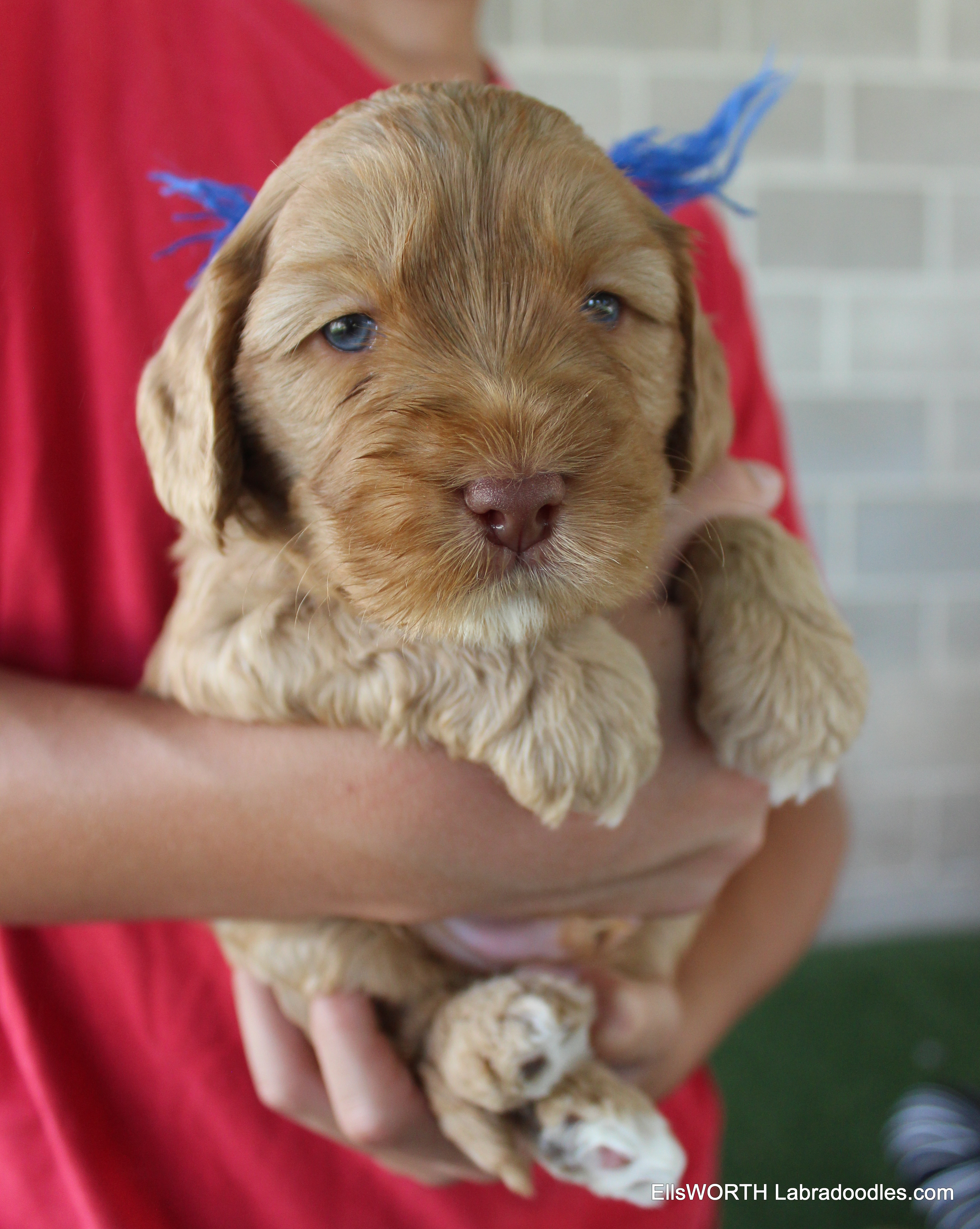 4 weeks old weighs 3.0 lbs