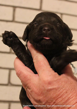 2 weeks old weighs 2.2 lbs