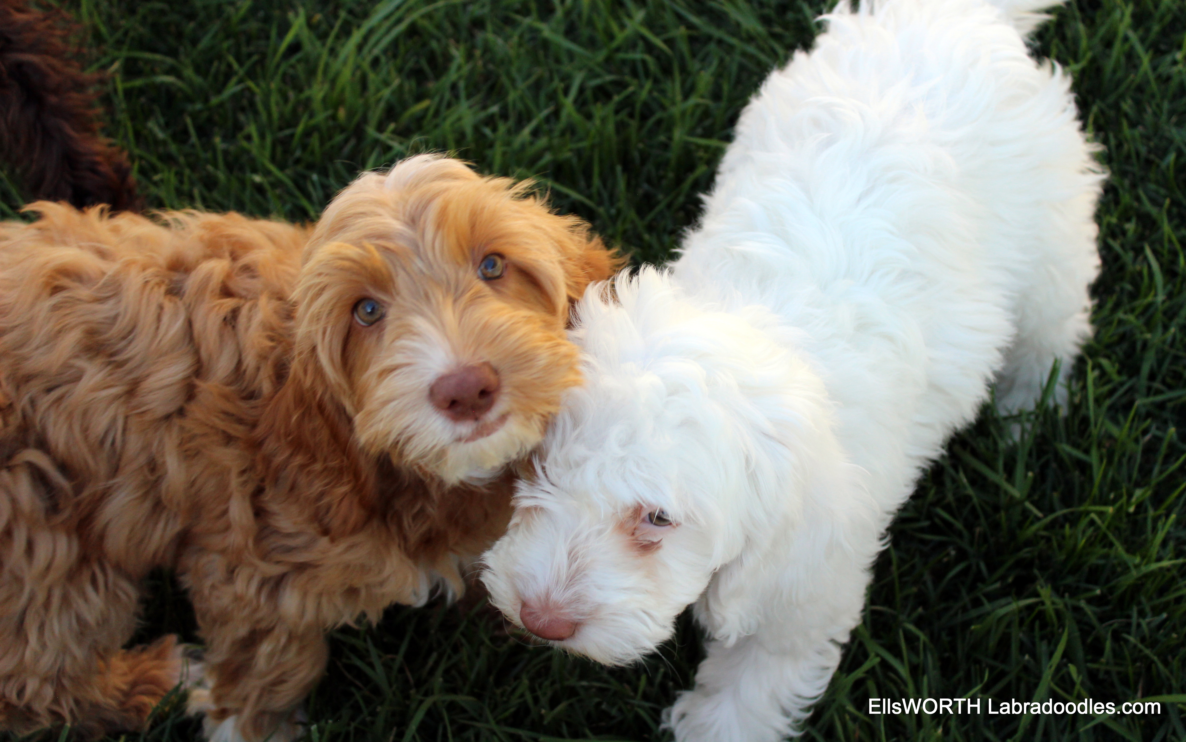 playing with Millie