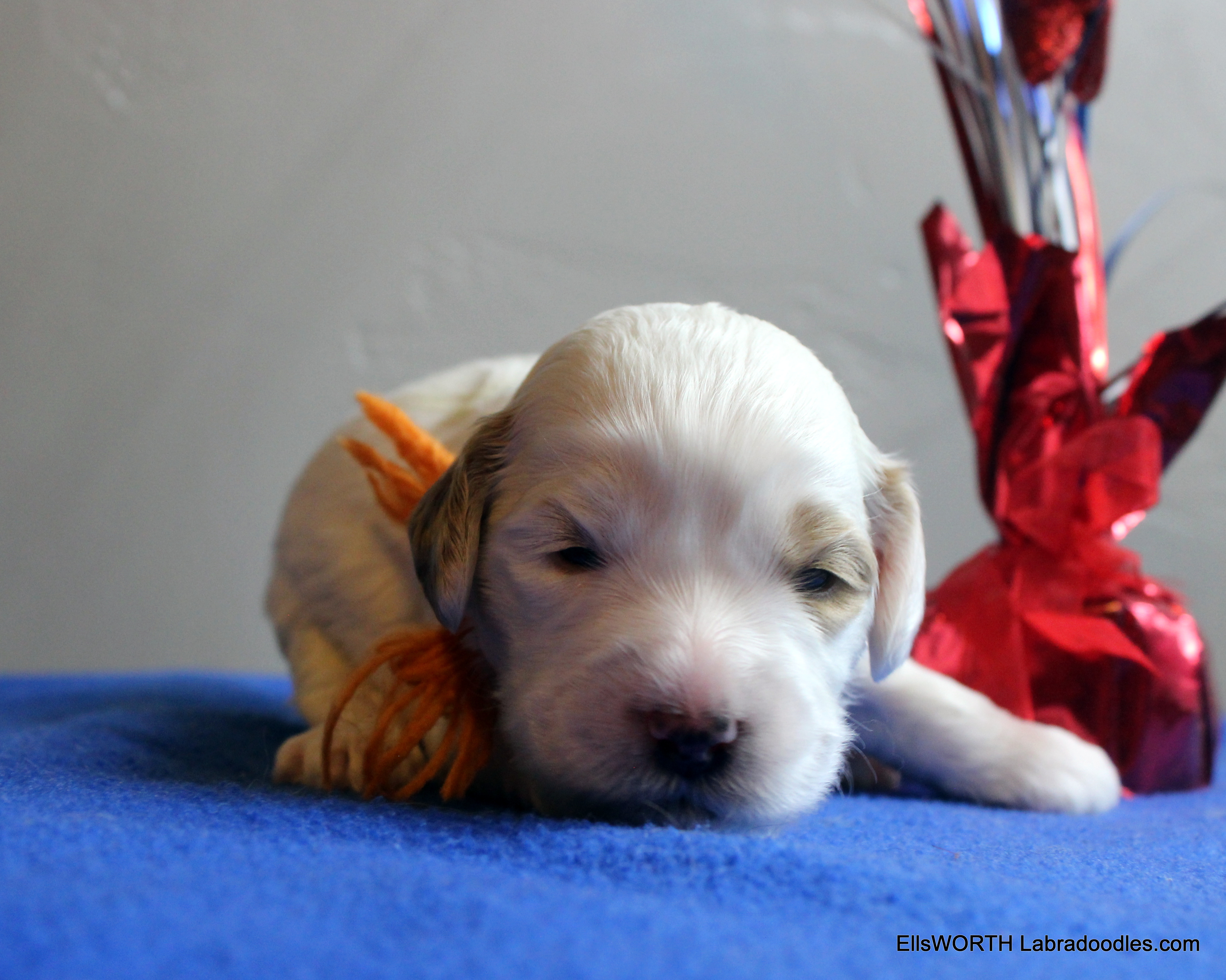 2 weeks old weighs 1.59 lbs