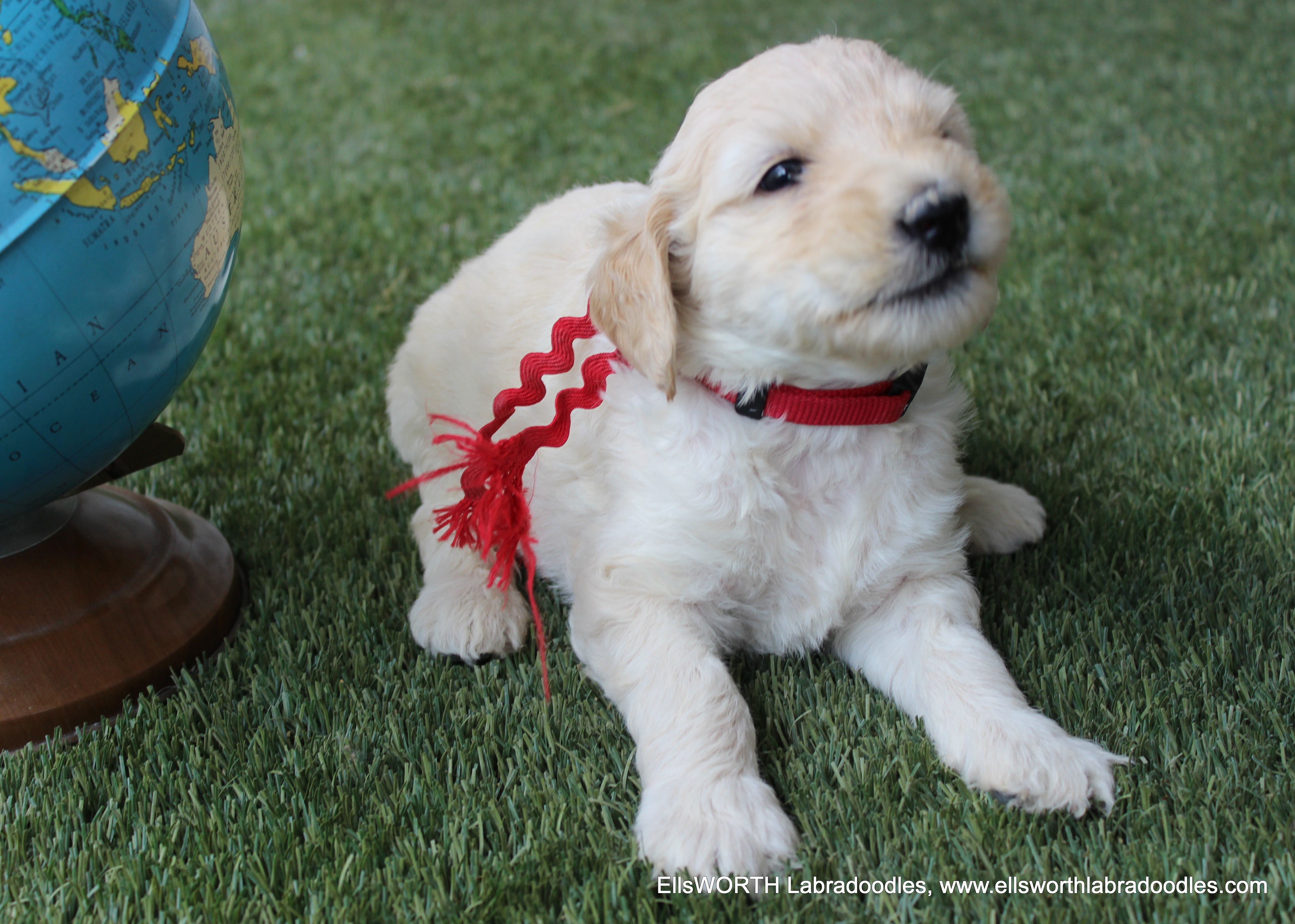 4 weeks old and weighs 4.3 lbs.