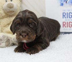 Her phantom markings are more distinct than Steel's