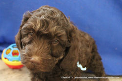 7 weeks old weighs7.2 lbs